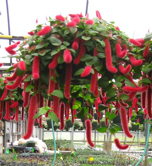 Chenille Plant Acalypha from Hoods Gardens