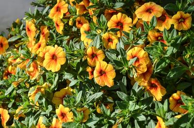 Mini Petunia Calibrachoa from Hoods Gardens