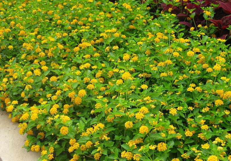 Landmark Lantana from Hoods Gardens