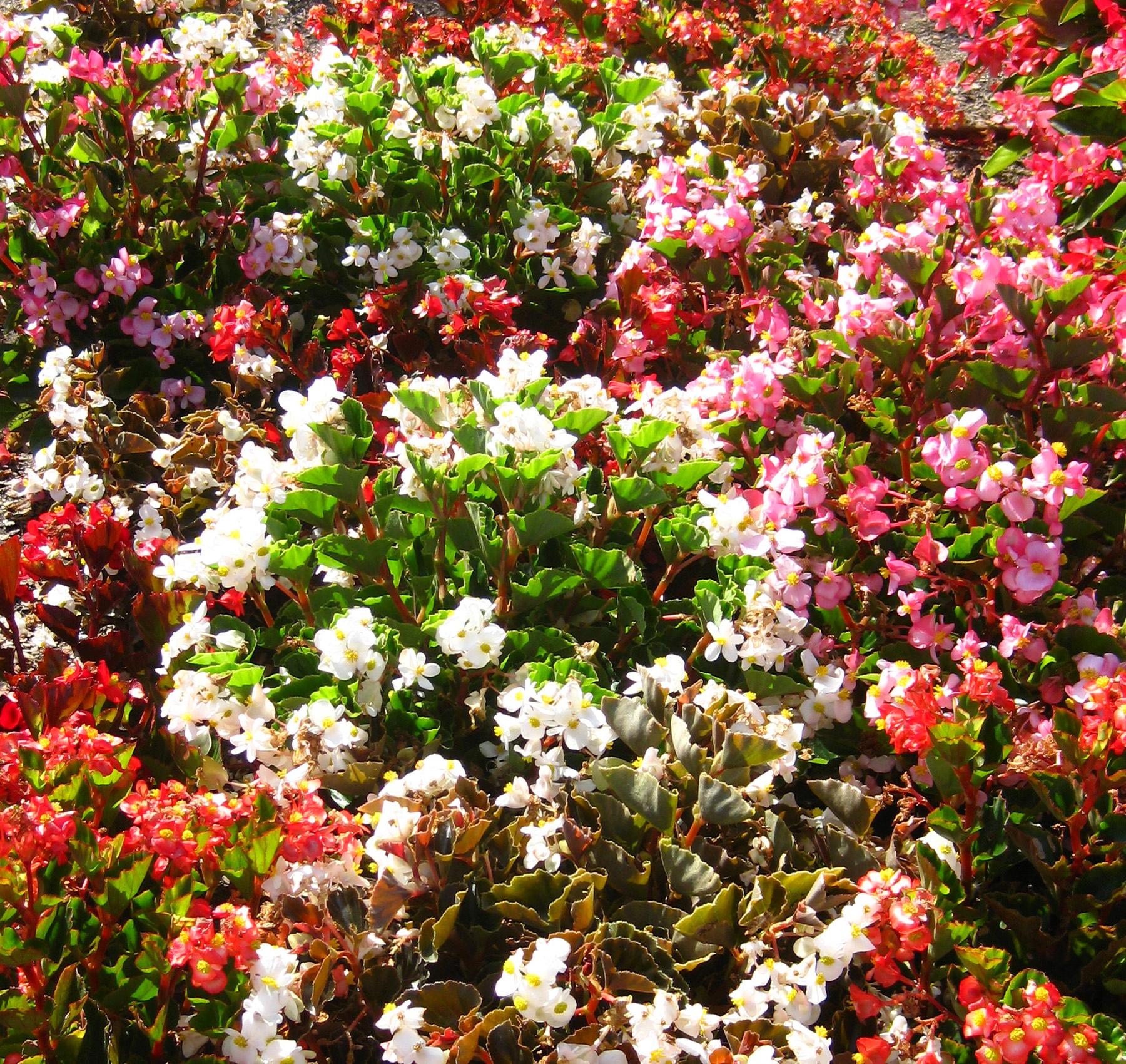 Babywing Begonia from Hoods Gardens