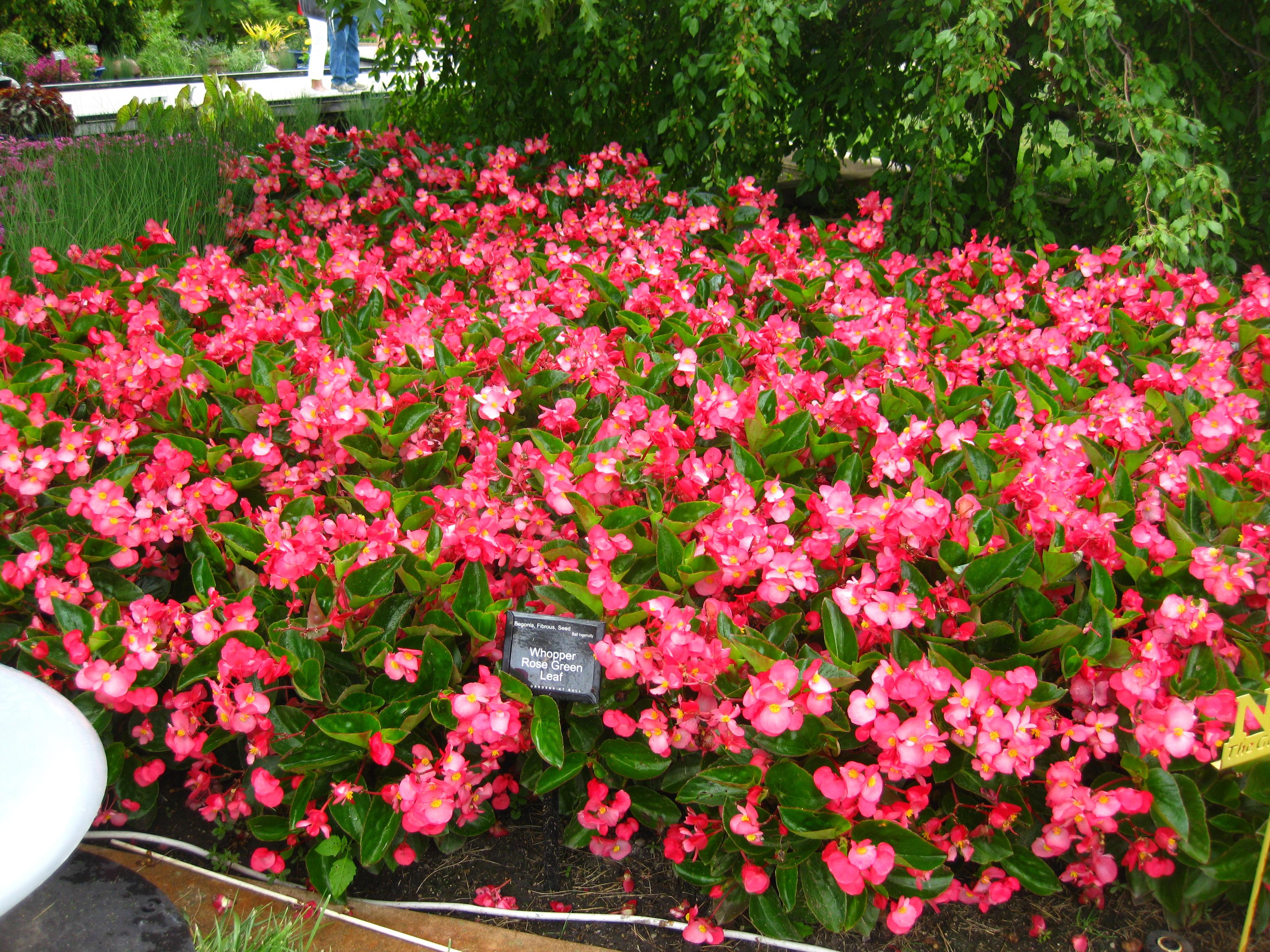 Whopper Begonia from Hoods Gardens