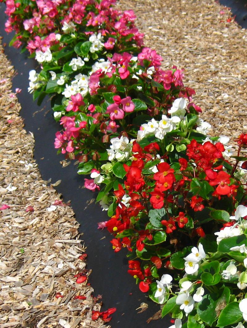 Encore Begonia from Hoods Gardens