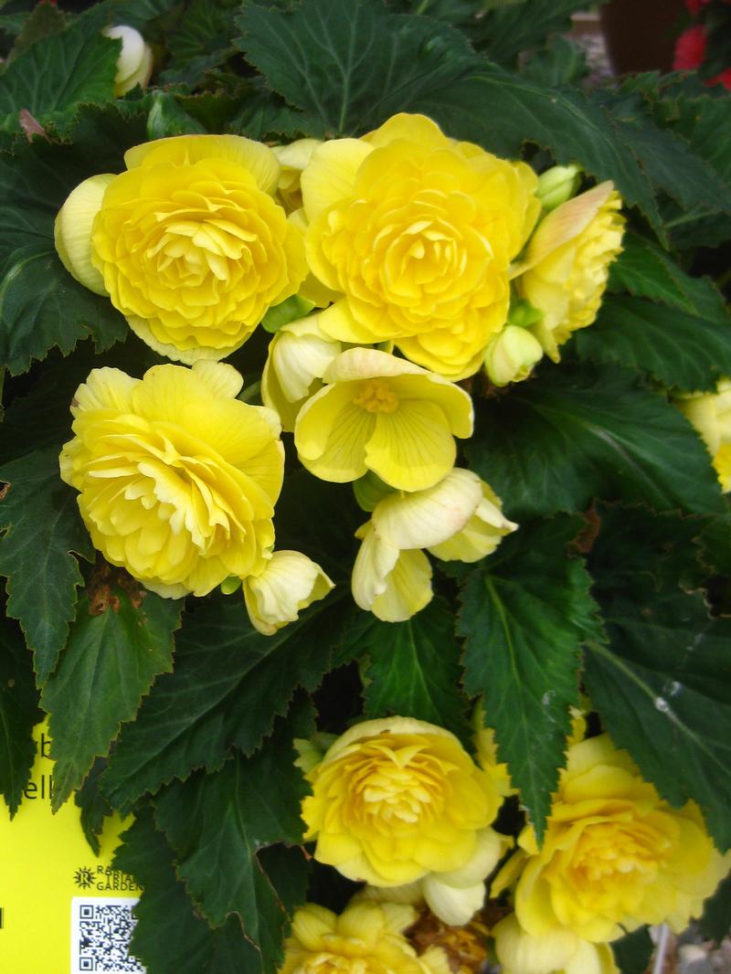 Nonstop Begonia from Hoods Gardens