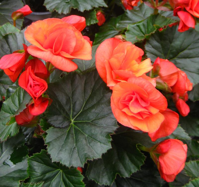 Rhine / Reiger Begonia from Hoods Gardens