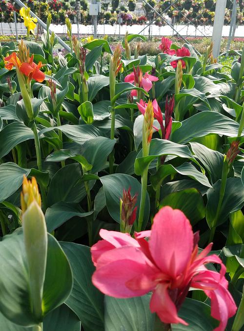 Cannova Canna from Hoods Gardens