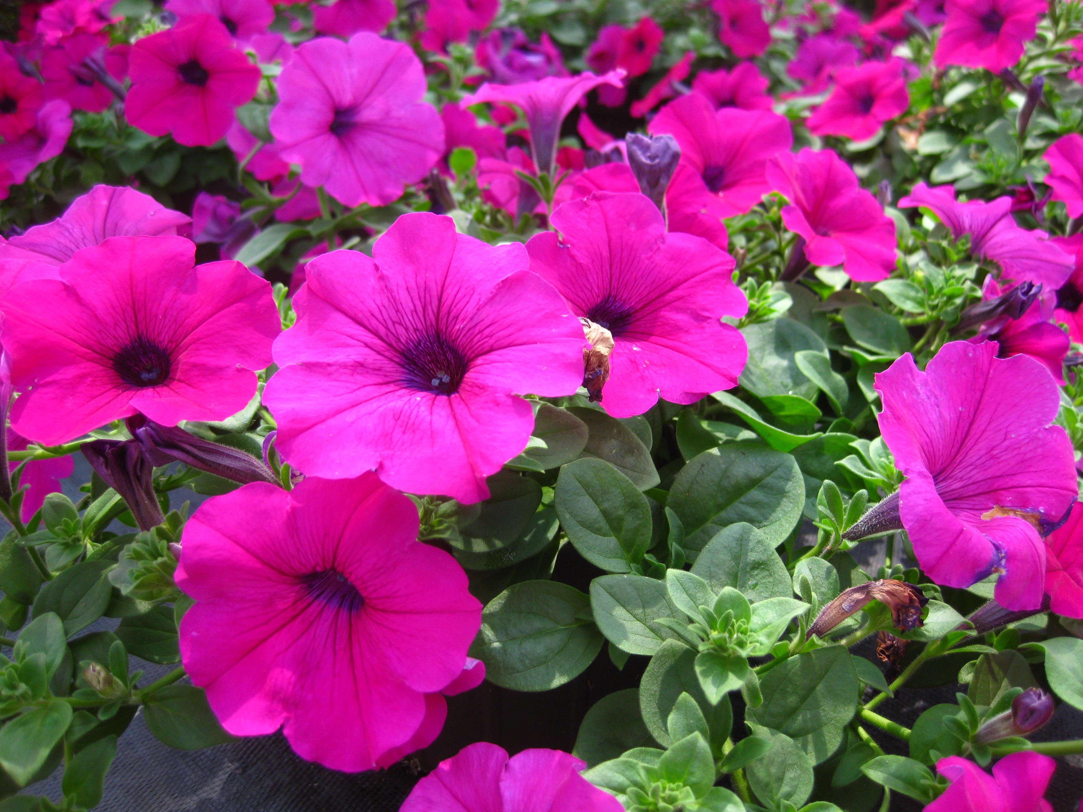 Wave Petunia from Hoods Gardens