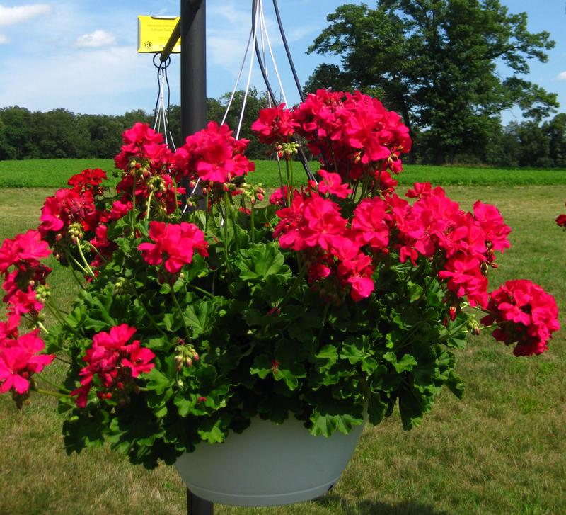 Calliope Geranium Hybrid from Hoods Gardens