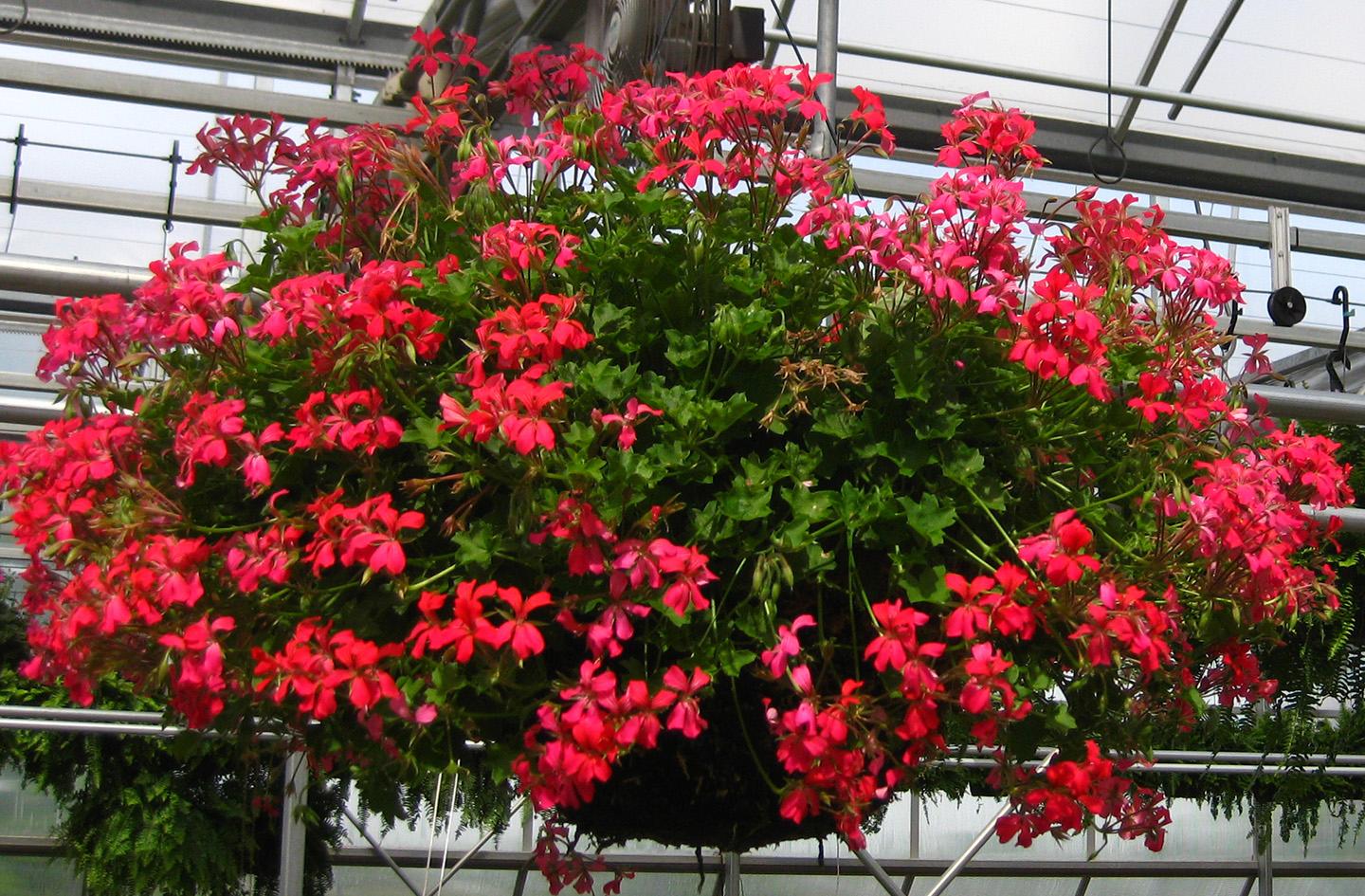 Cascade Geranium Ivy from Hoods Gardens
