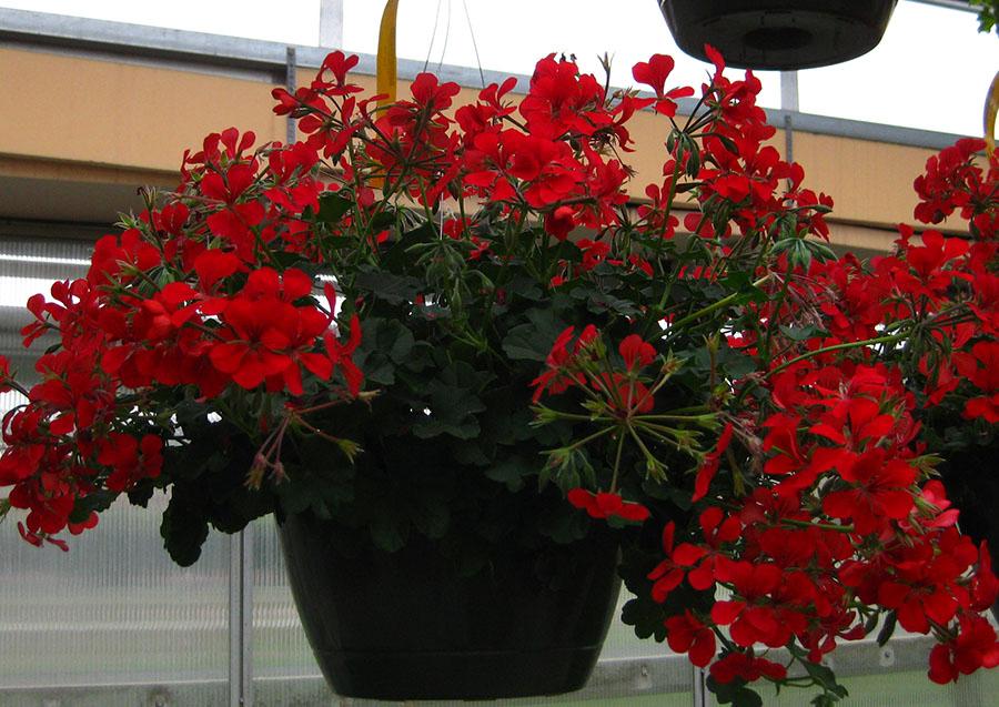 Blizzard Geranium Ivy from Hoods Gardens