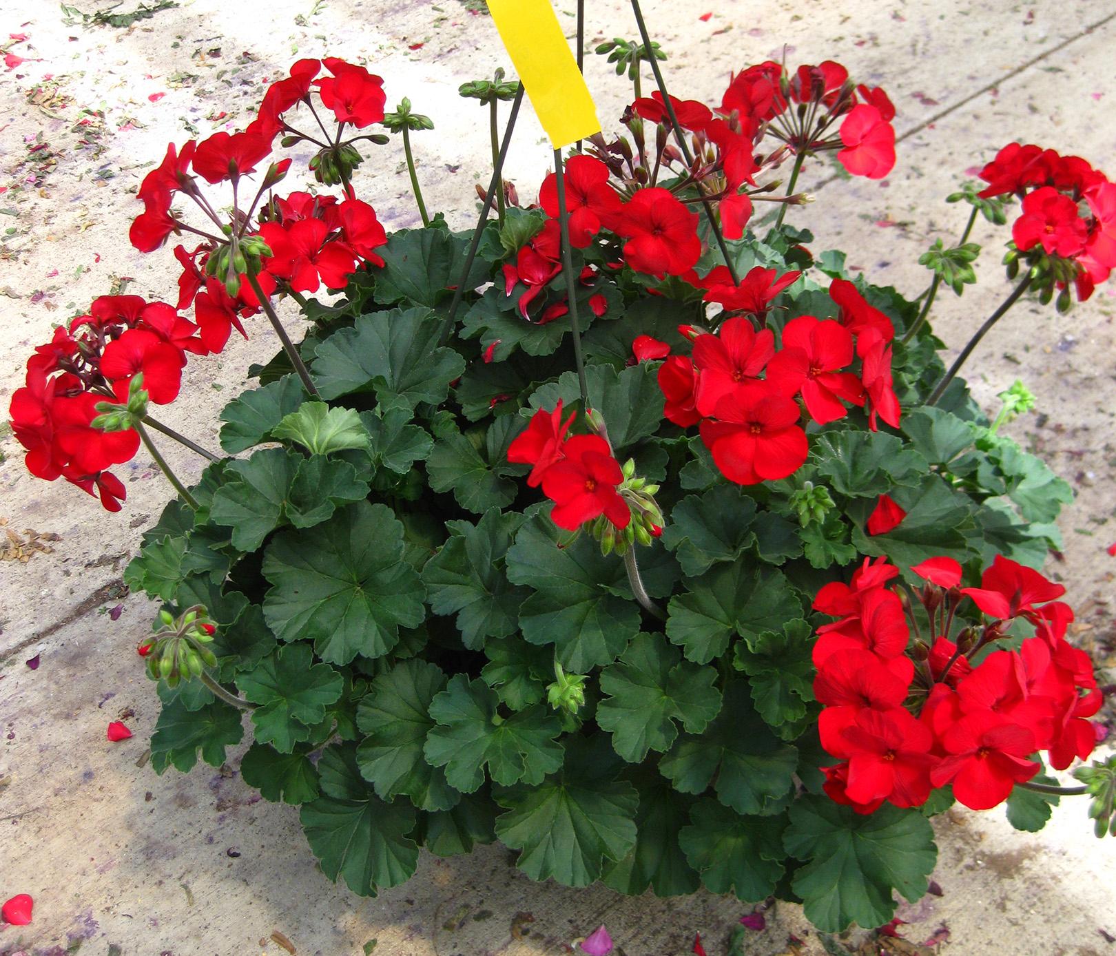 Sarita Geranium Interspecific from Hoods Gardens