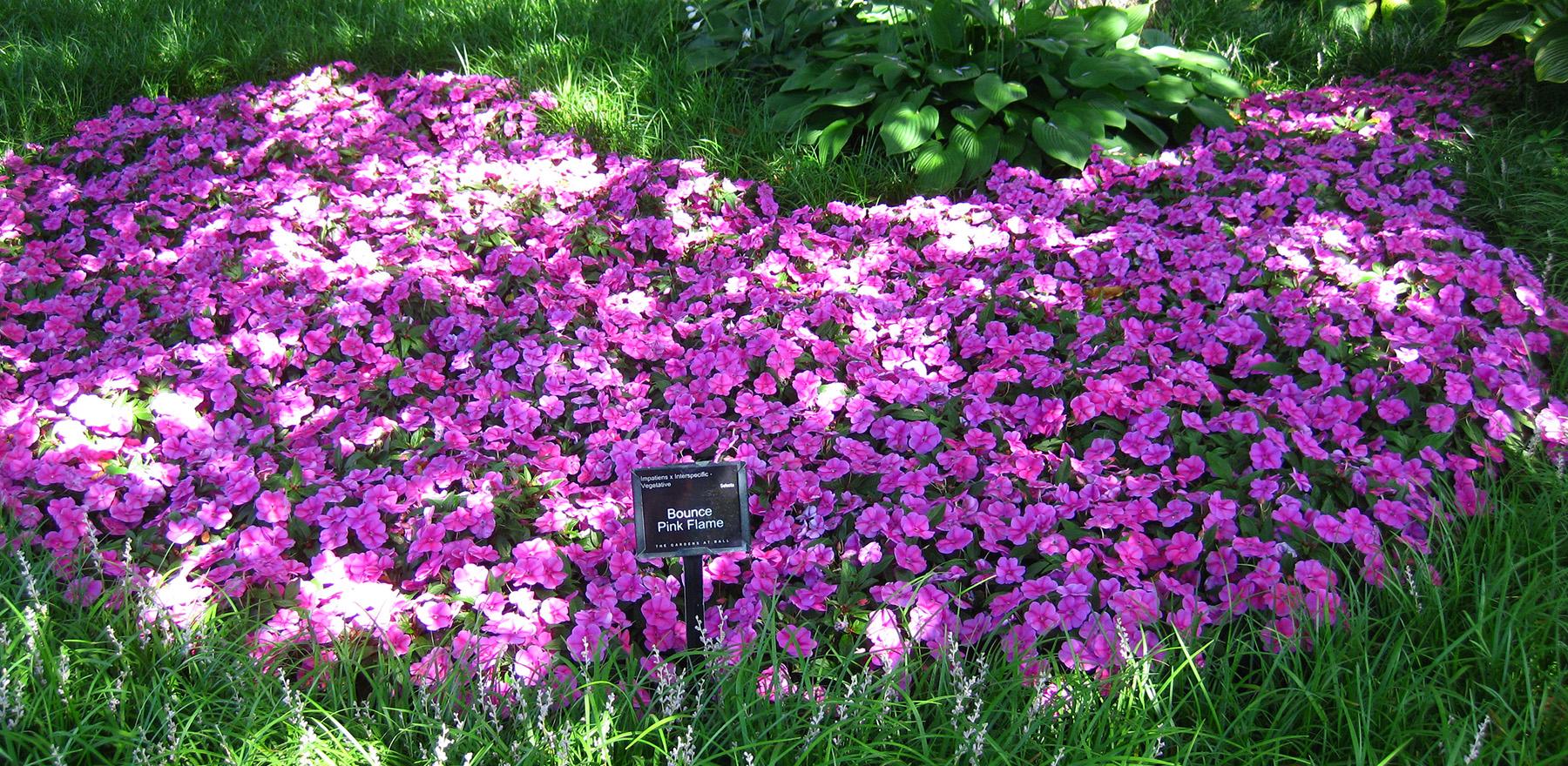 Bounce Impatiens from Hoods Gardens