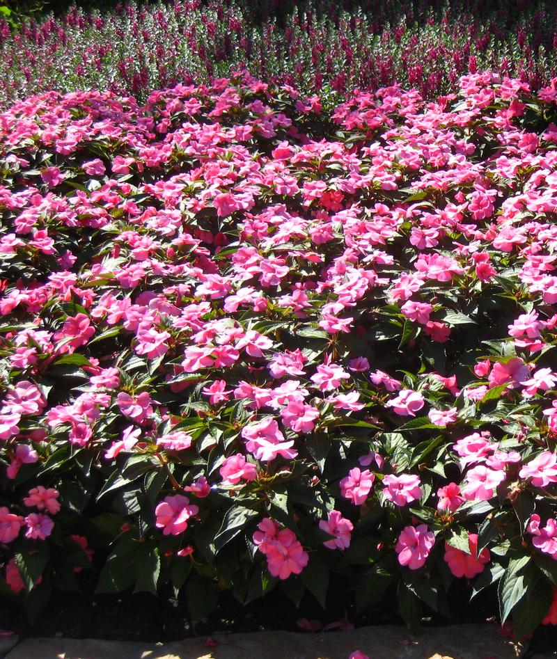 Compact Sunpatien Impatiens from Hoods Gardens