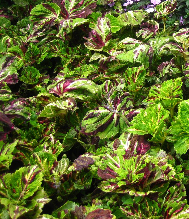 Kong & JR Coleus from Hoods Gardens