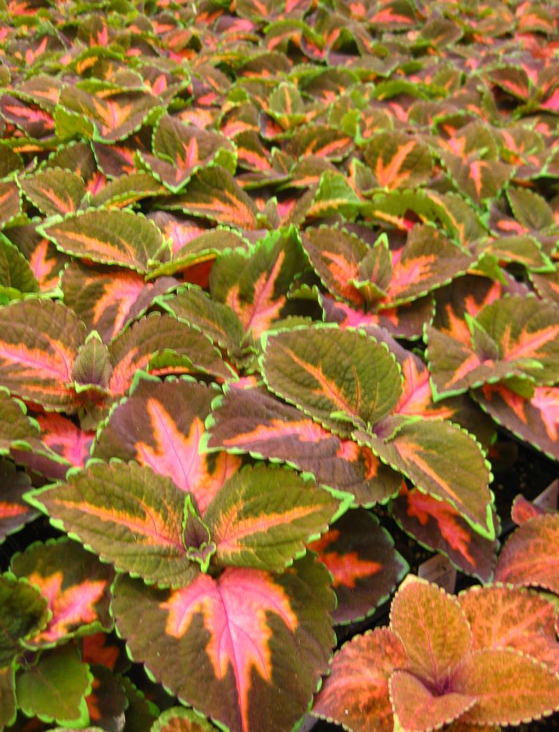 Wizard Coleus from Hoods Gardens