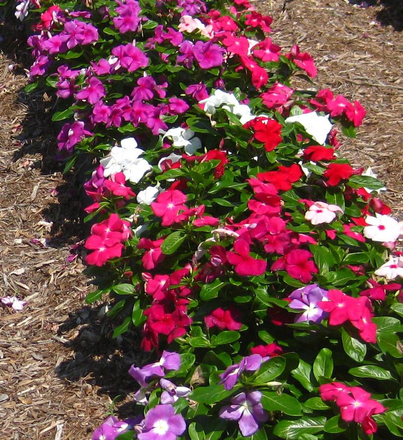 Titan Vinca from Hoods Gardens