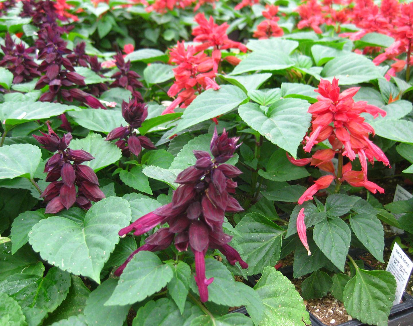 Vista Salvia from Hoods Gardens