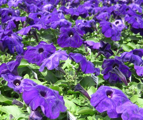 Madness Petunia from Hoods Gardens