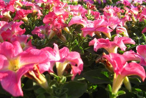 Dreams Petunia from Hoods Gardens