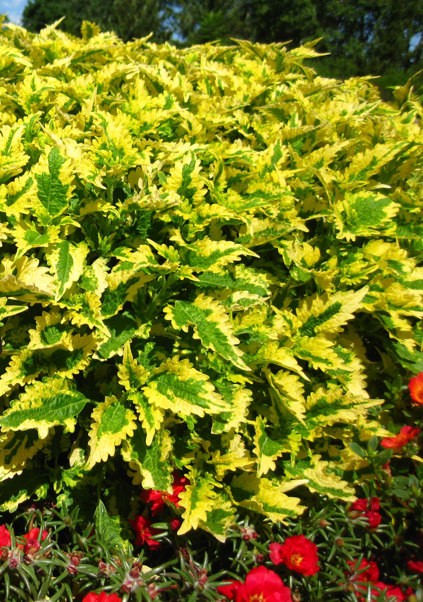 Main Street Coleus from Hoods Gardens