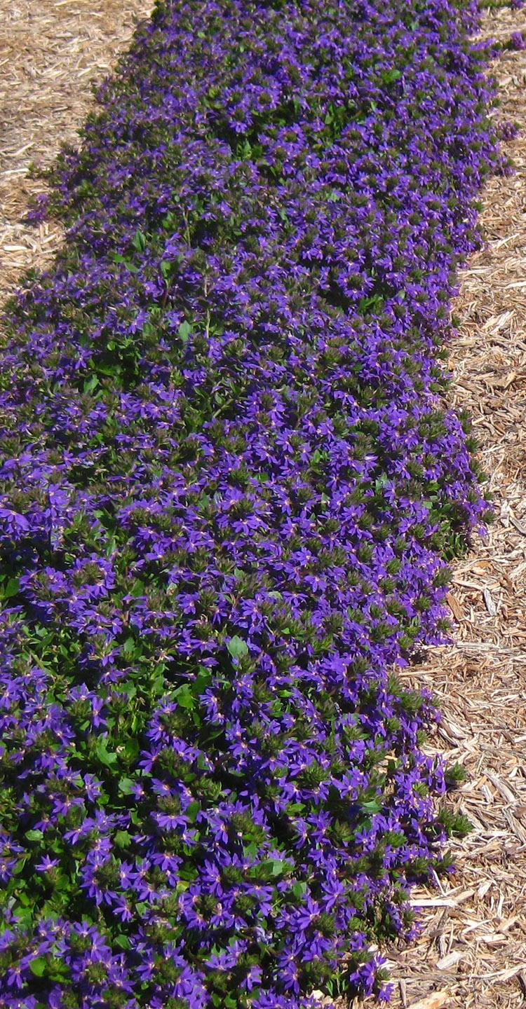 Multiple Varieties Scaevola from Hoods Gardens
