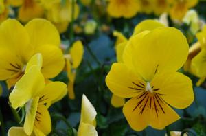 Sorbet Viola from Hoods Gardens