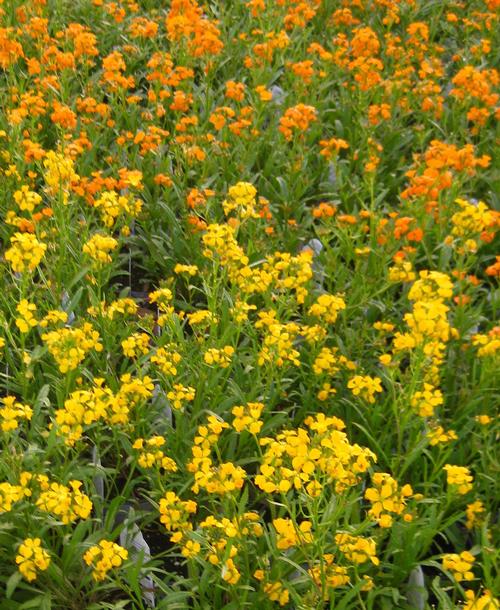  Erysimum from Hoods Gardens