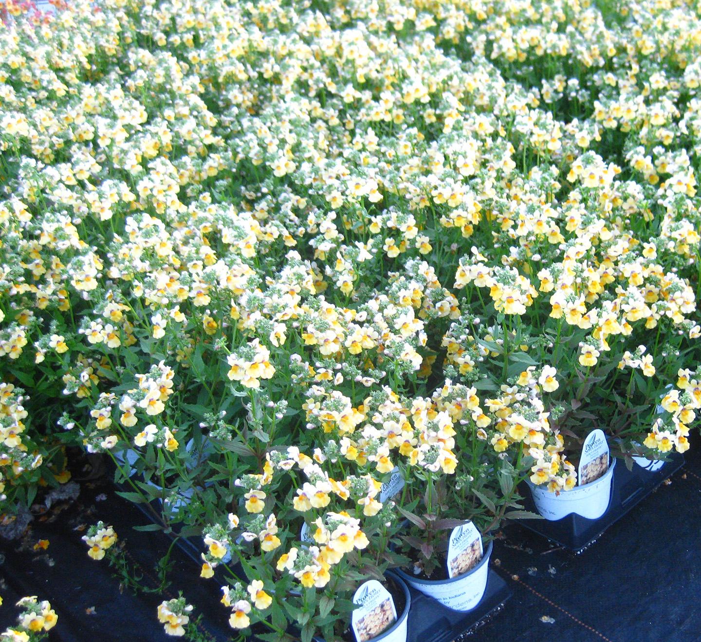 SunGlow Nemesia from Hoods Gardens