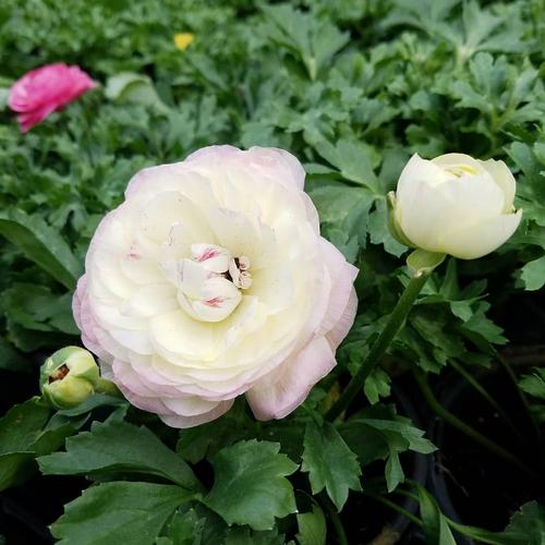 Mache Ranunculus from Hoods Gardens