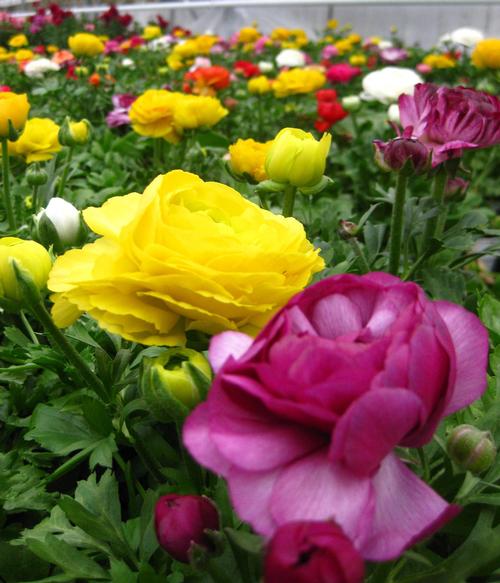  Ranunculus from Hoods Gardens