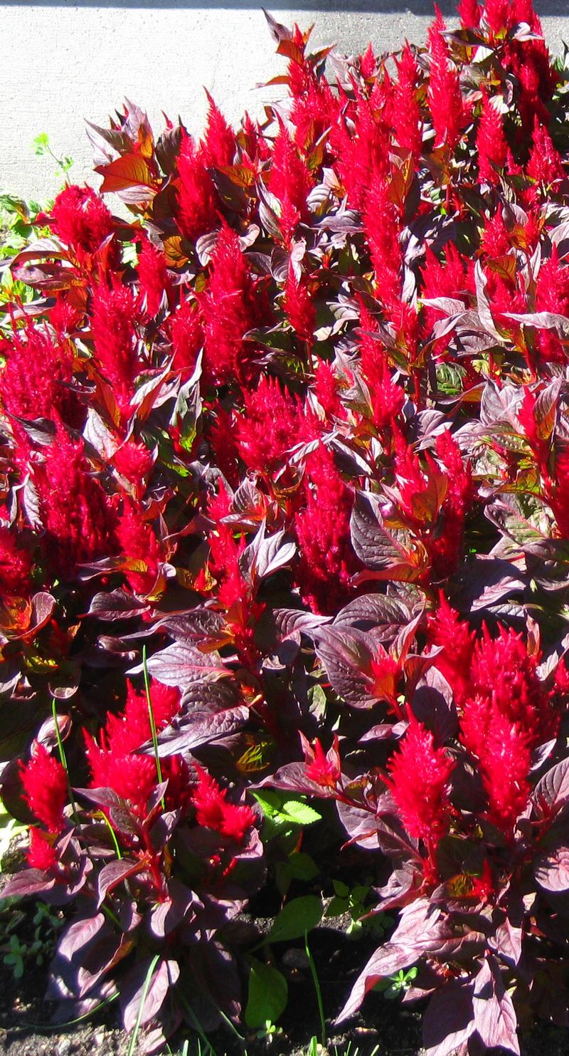 New Look Celosia from Hoods Gardens