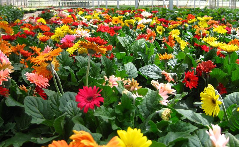 Mega Revolution Gerbera from Hoods Gardens