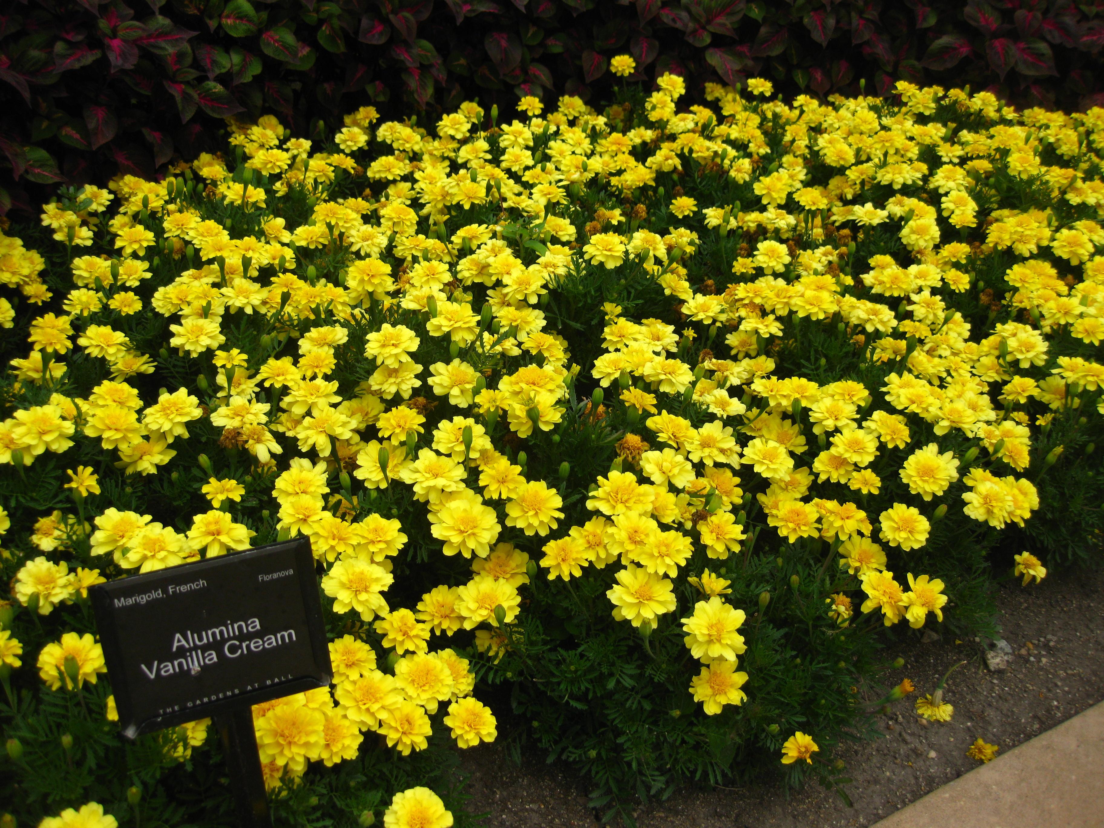 Alumia Marigold from Hoods Gardens