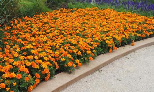 Durango Marigold from Hoods Gardens