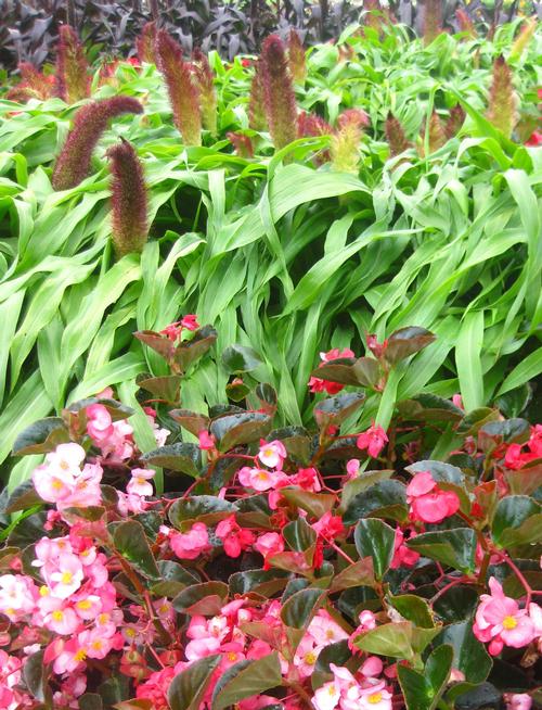 Jade Princess, Copper Prince Ornamental Grass Millet from Hoods Gardens