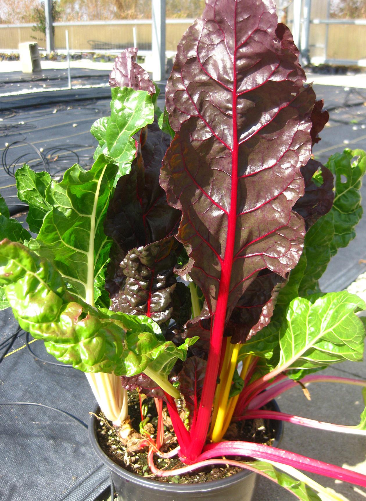Chard Swiss Chard from Hoods Gardens
