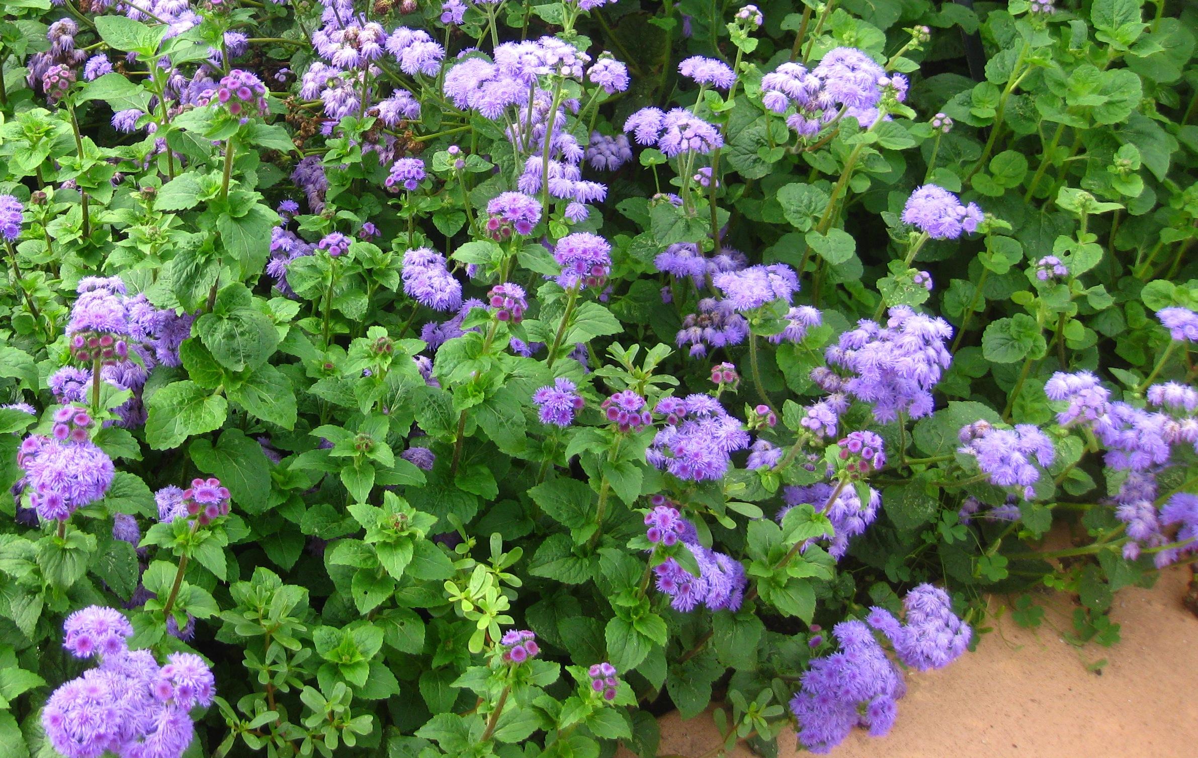 Blue Hawaii 5.0 Ageratum from Hoods Gardens