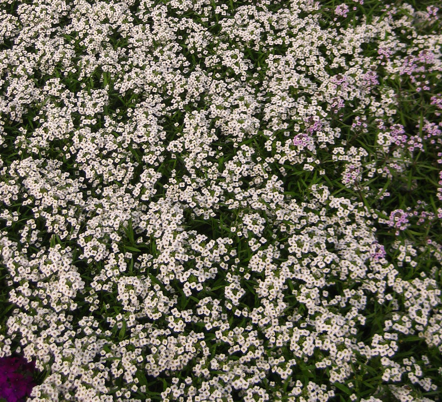  Lobularia from Hoods Gardens