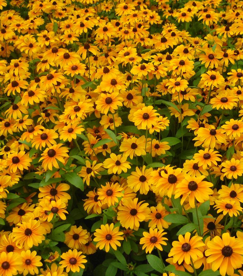  Rudbeckia from Hoods Gardens