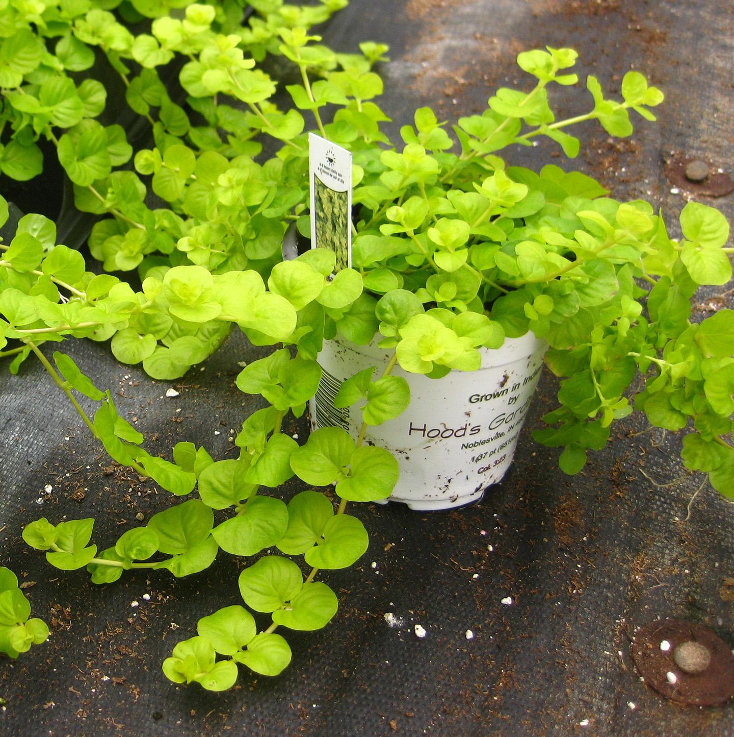 Goldilocks - Creeping Jenny Lysimachia from Hoods Gardens
