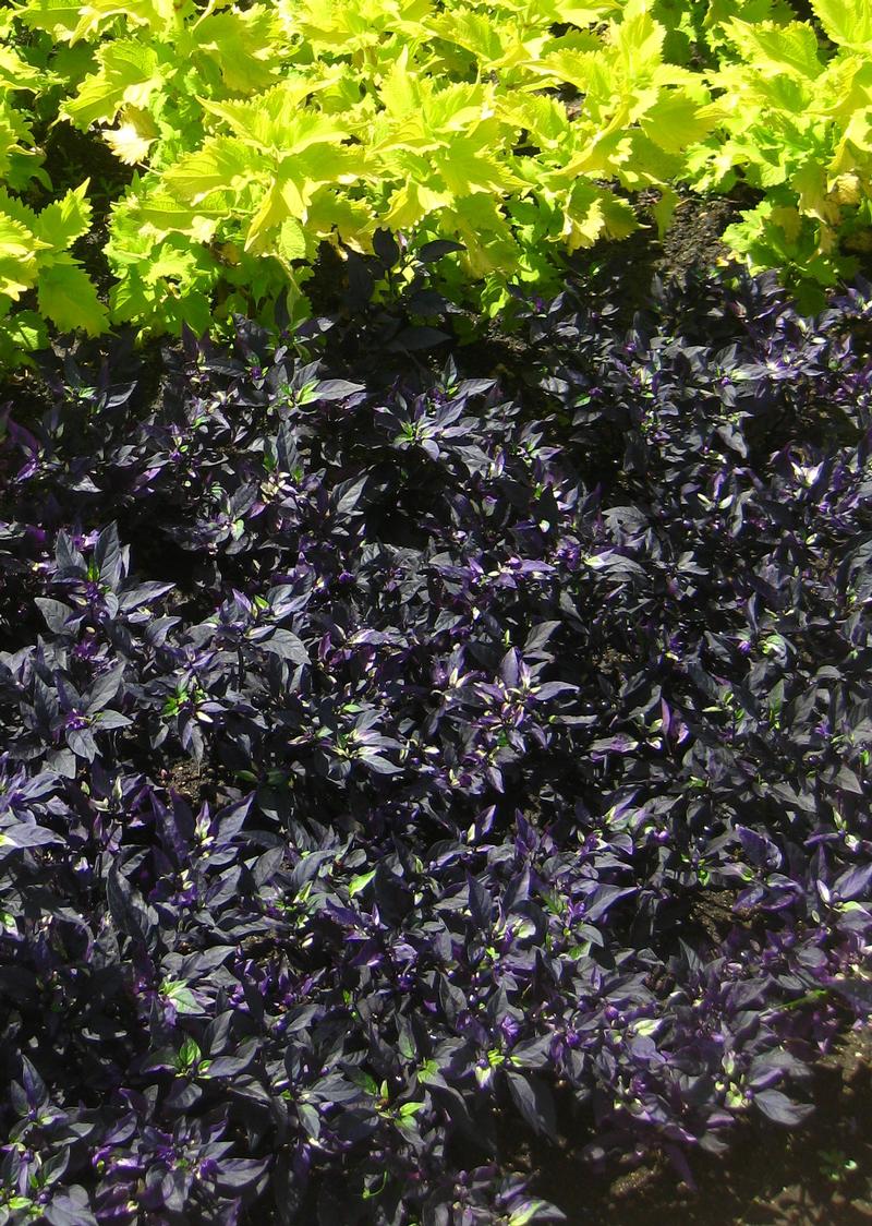 Black Pearl, Calico, Chilly Chili Ornamental Peppers from Hoods Gardens