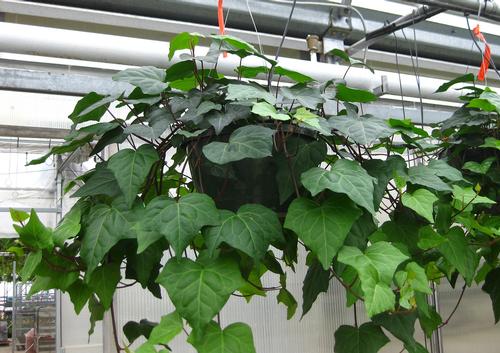  Algerian Ivy from Hoods Gardens