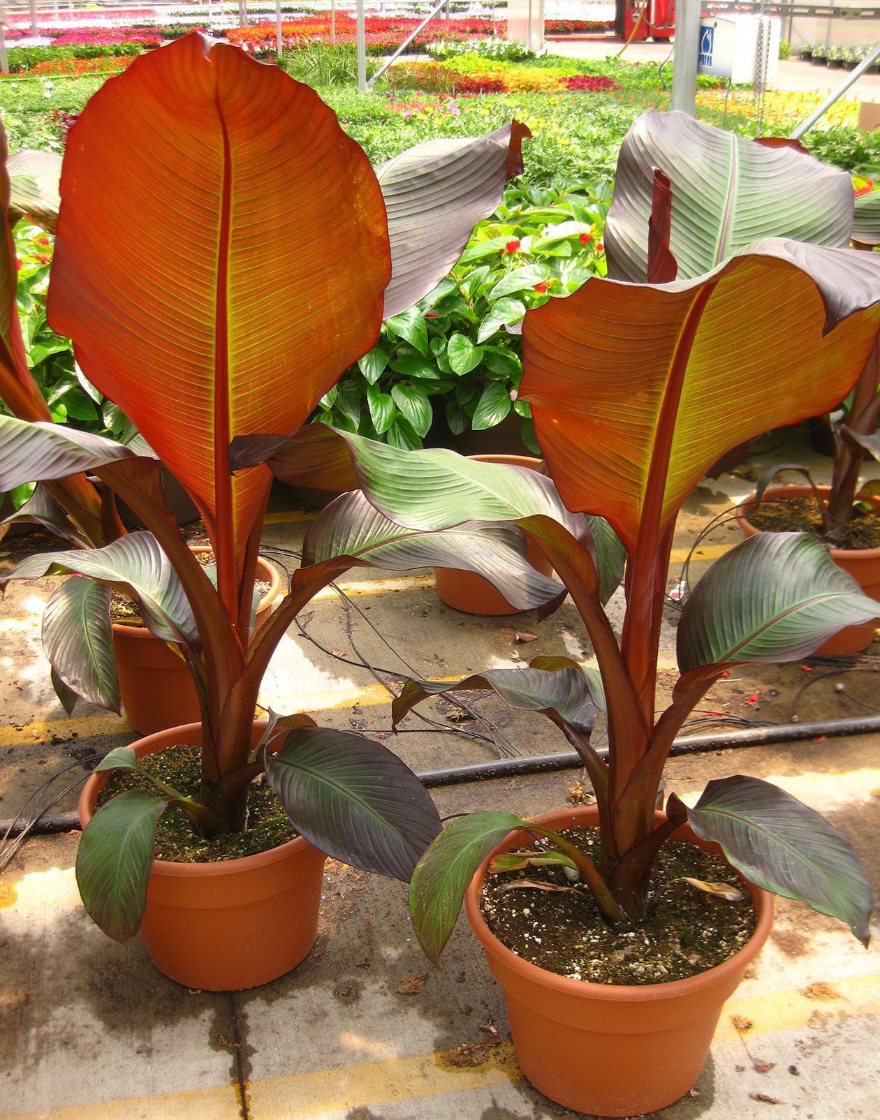 Banana Tree Ensete Maurelli from Hoods Gardens