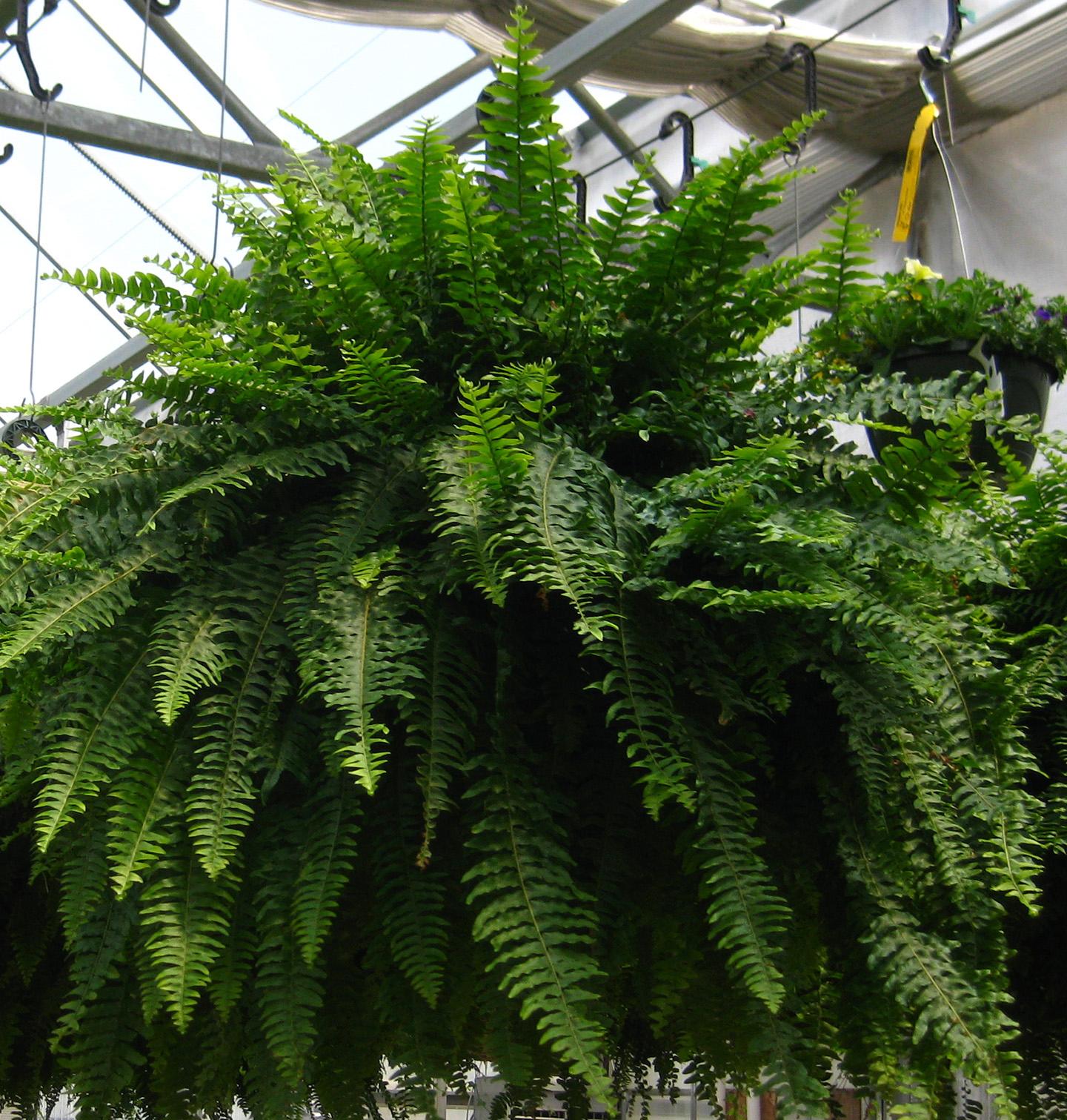 Basket Types Fern from Hoods Gardens