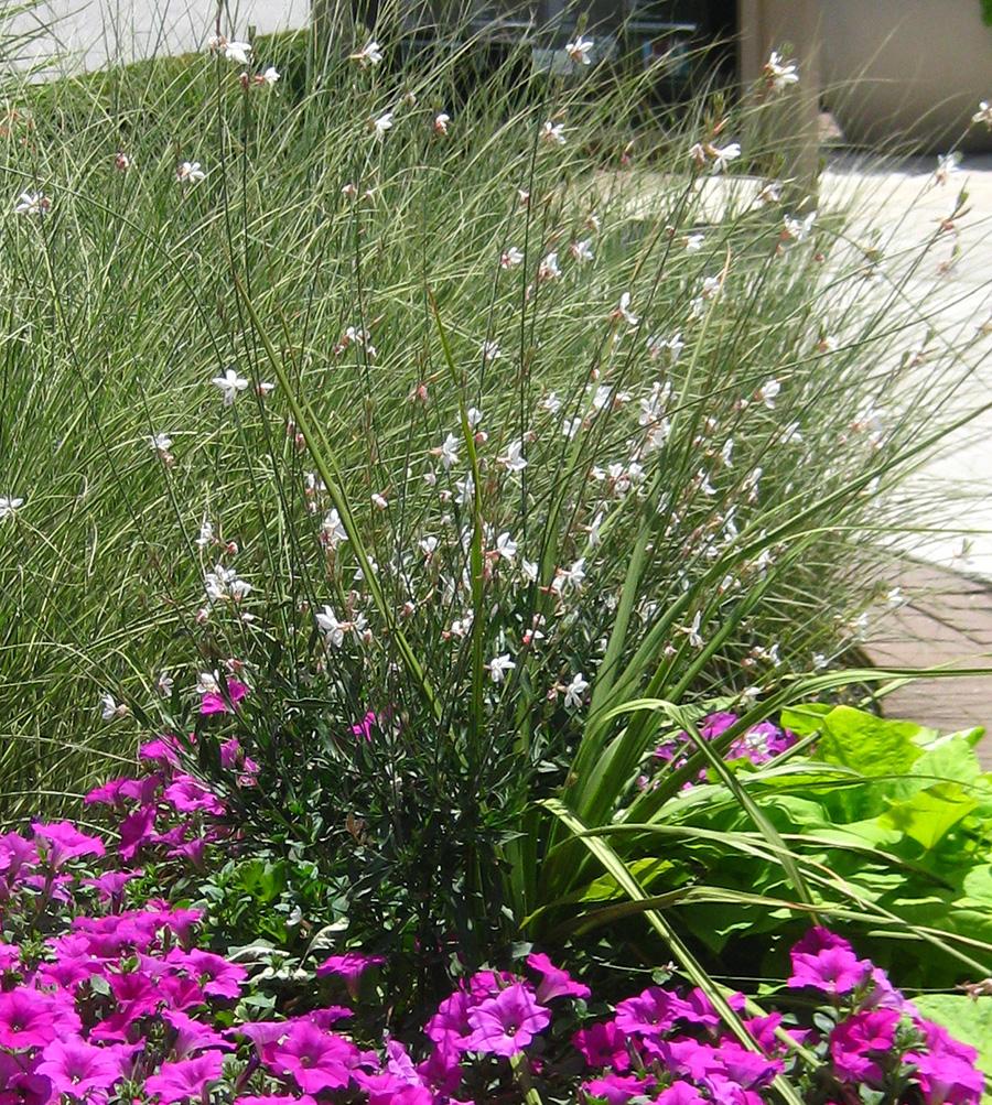 Beeblossom Gaura from Hoods Gardens