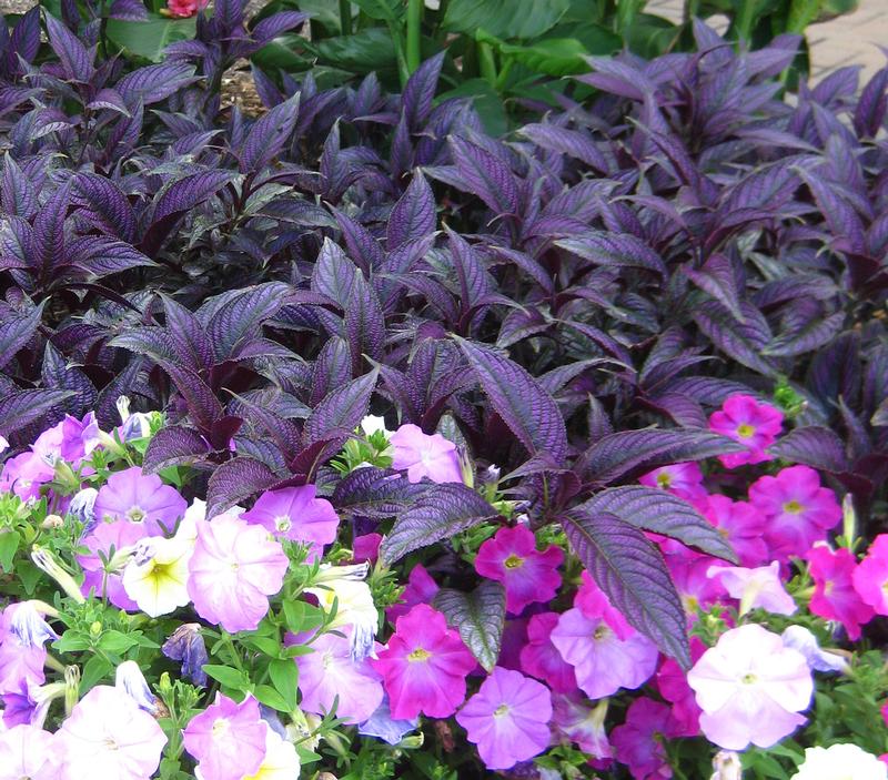 Persian Shield Strobilanthes from Hoods Gardens