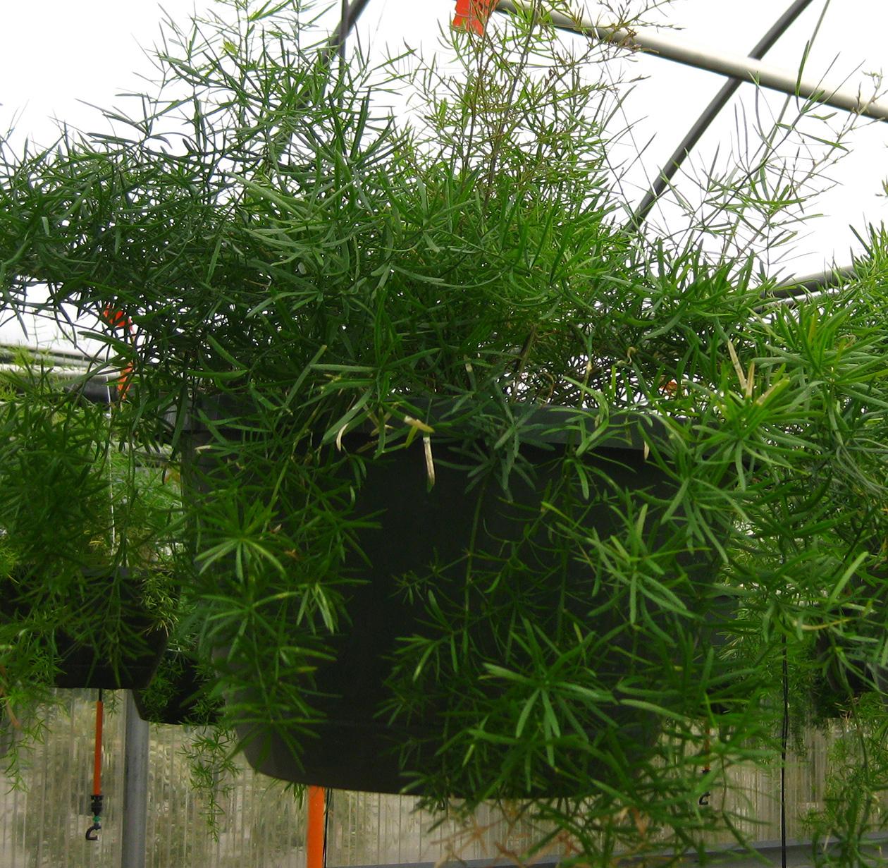 Sprengeri Asparagus Fern from Hoods Gardens