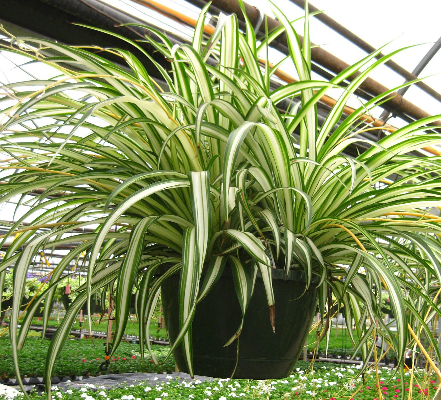 Spider Plant Chlorophytum from Hoods Gardens
