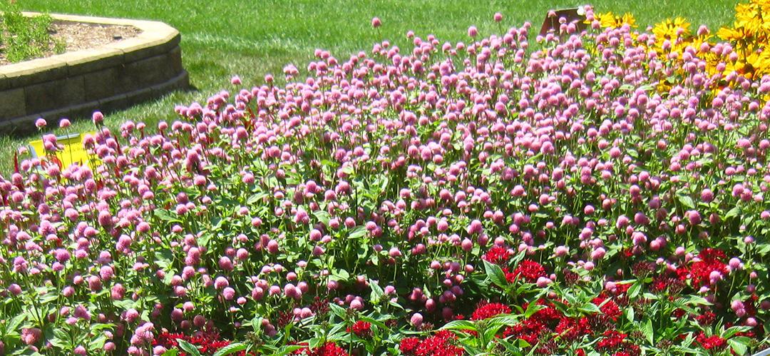  Gomphrena from Hoods Gardens