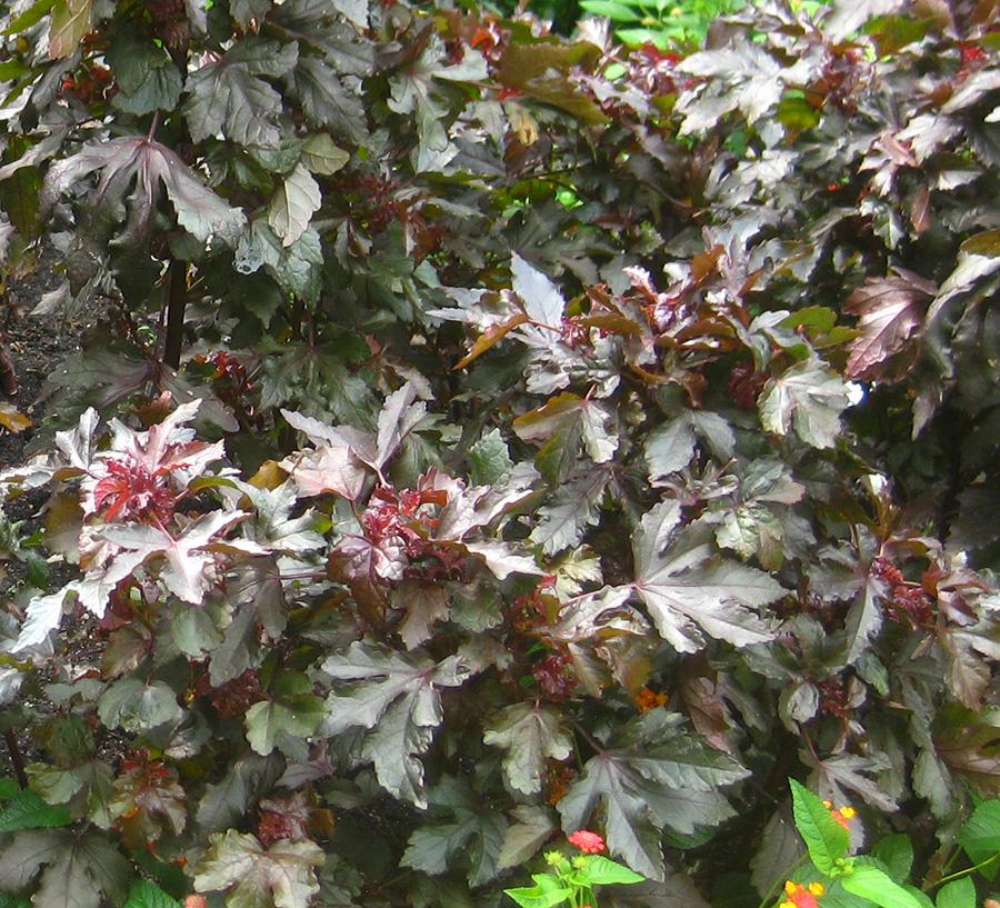 Various Hibiscus from Hoods Gardens