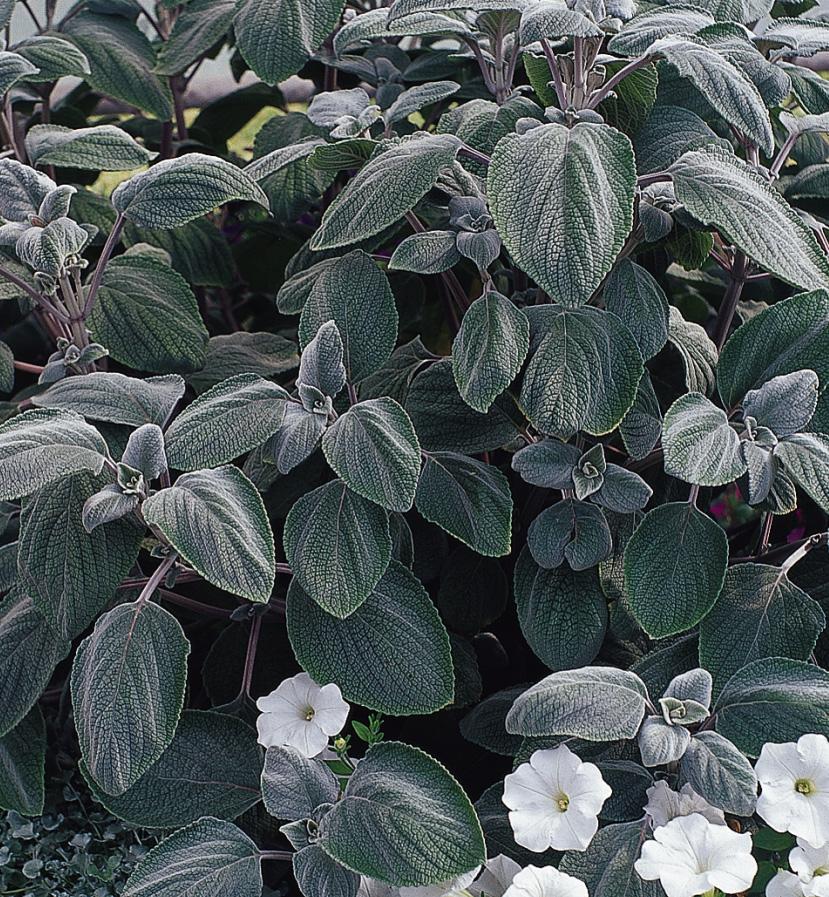 Swedish Ivy Plectranthus from Hoods Gardens